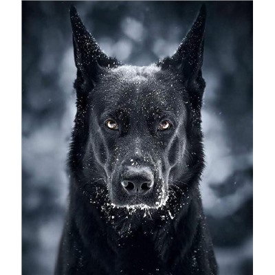 Черный пес
