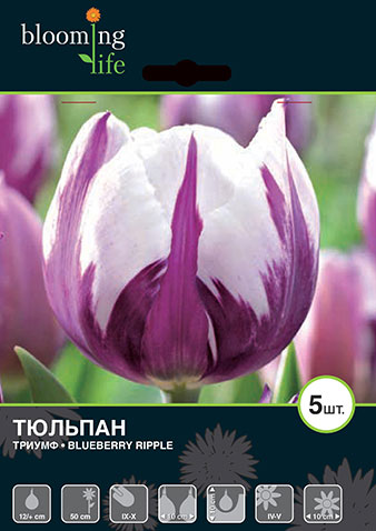 Тюльпан блюберри айс фото и описание