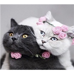 Влюбленная пара. Кошки