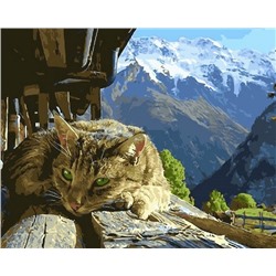 Кот на солнышке в горах