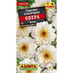 Георгина Опера белая (а)