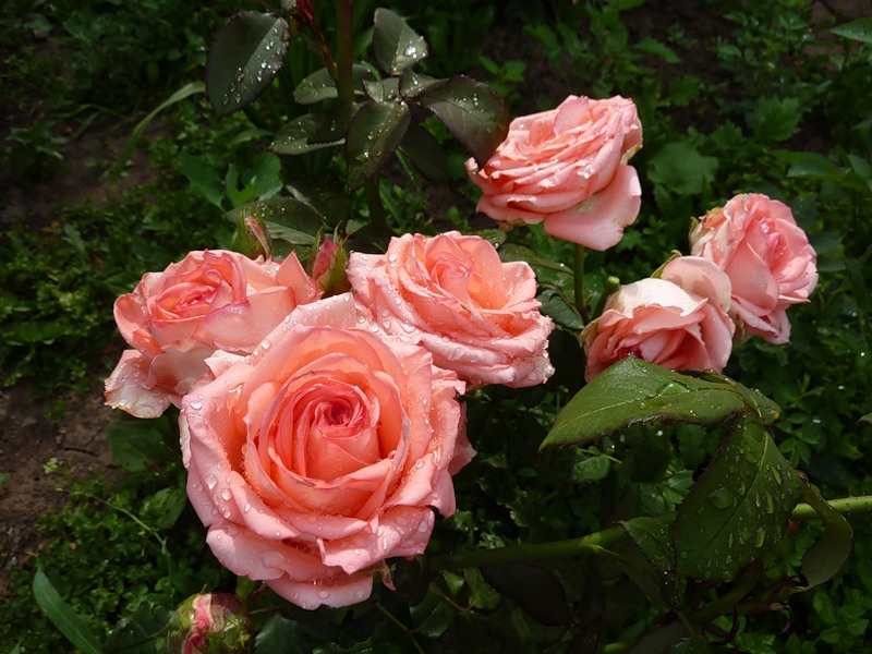 Роза флорибунда принцесса претти фото описание